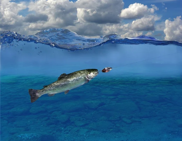 Trout under water — Stock Photo, Image