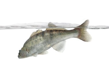 Long zander clipart