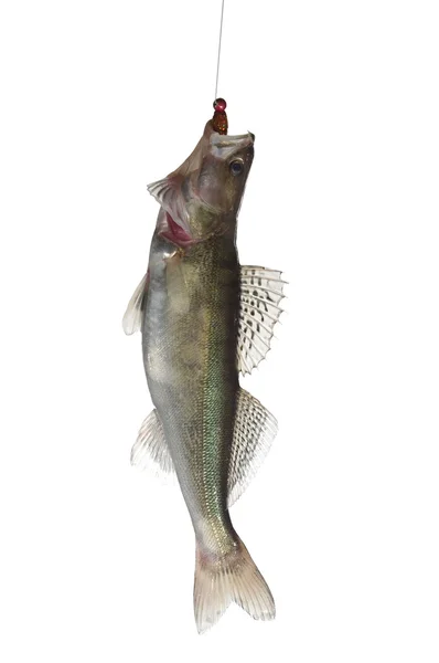 Fish zander — Stock Photo, Image