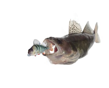 Zander and perch clipart