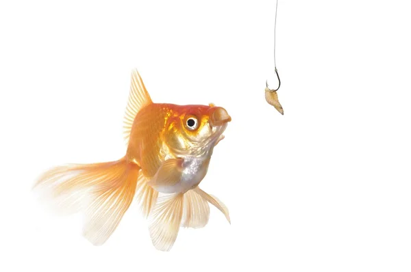 황금 물고기와 벌레 — 스톡 사진