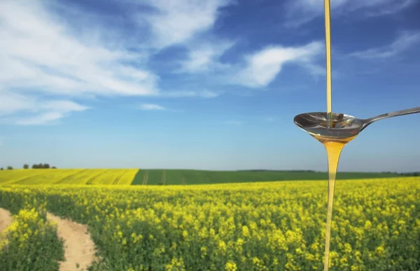 Rapeseed oil — Stock Photo, Image