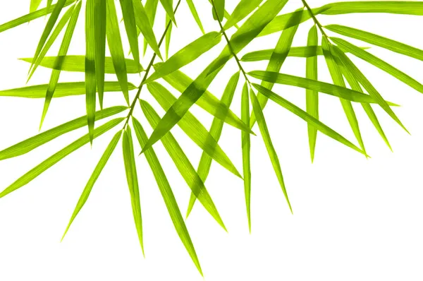 Liście bambusa — Zdjęcie stockowe
