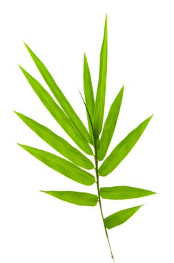 Bamboo leaves clipart