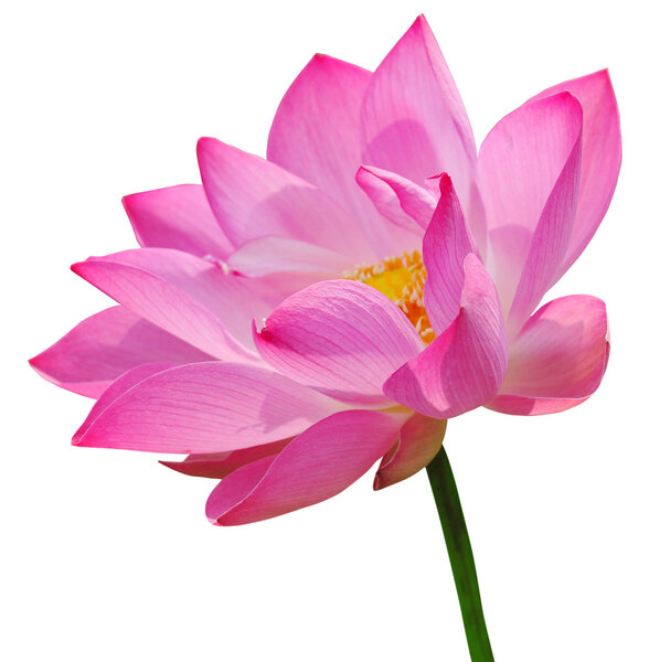 Pink lotus