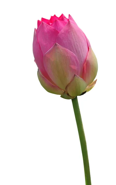 ดอกบัว — ภาพถ่ายสต็อก