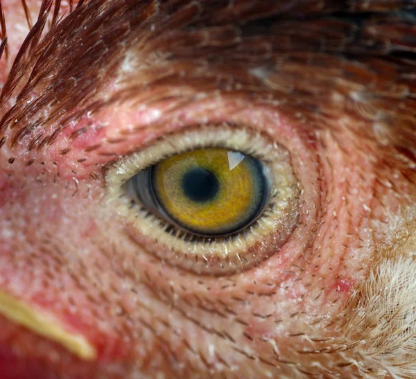 Kyckling öga — Stockfoto