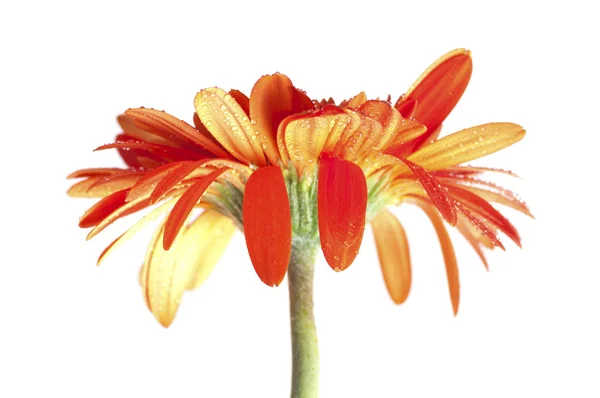 Orange Gerber Daisy — Fotografie, imagine de stoc