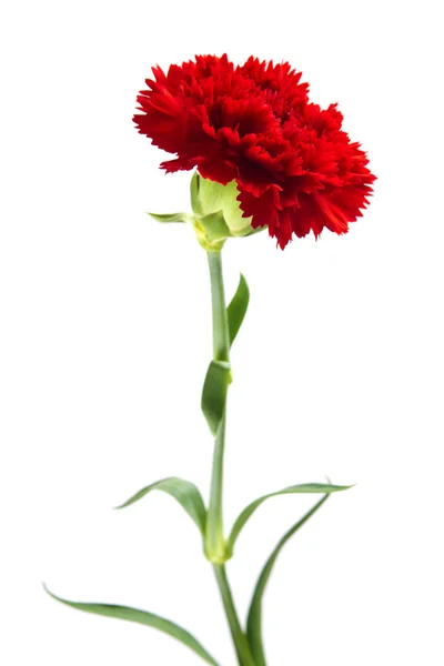 Red Carnation — Stock Photo, Image