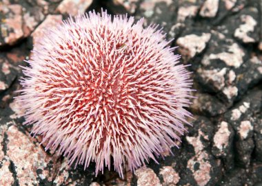 Sea ​​urchins clipart