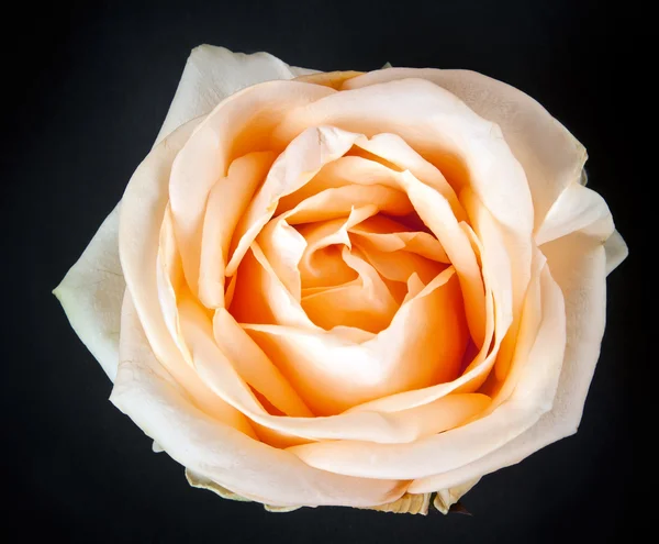 Кремовая роза против — стоковое фото