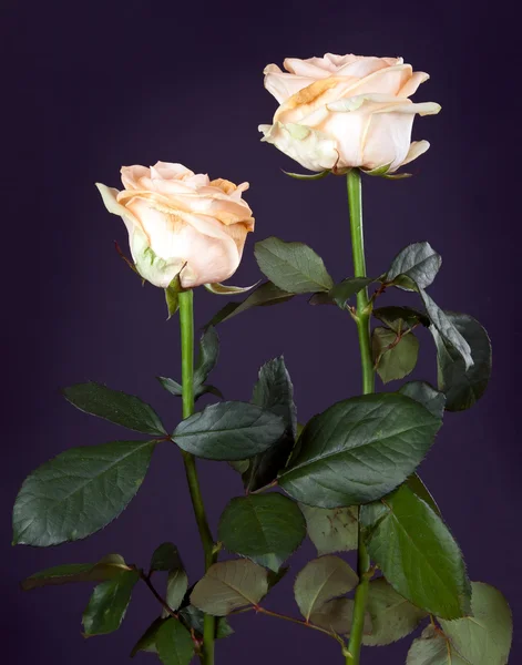 Dva krémové růže — Stock fotografie