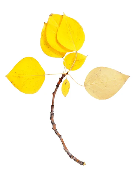 Κλάδος με κίτρινα φύλλα — Φωτογραφία Αρχείου