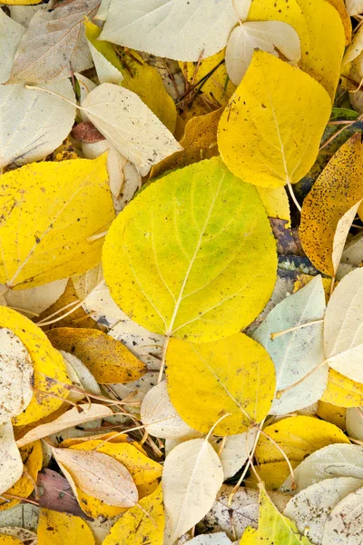 Achtergrond van de gele en droge herfst bladeren. — Stockfoto