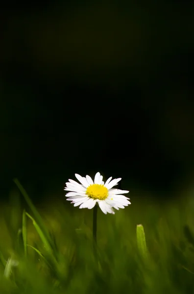 stock image White Daisy