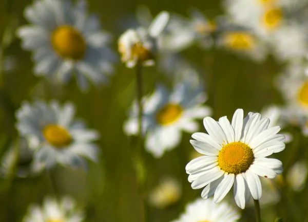 stock image Daisies