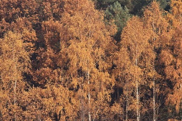 stock image Autumn forest