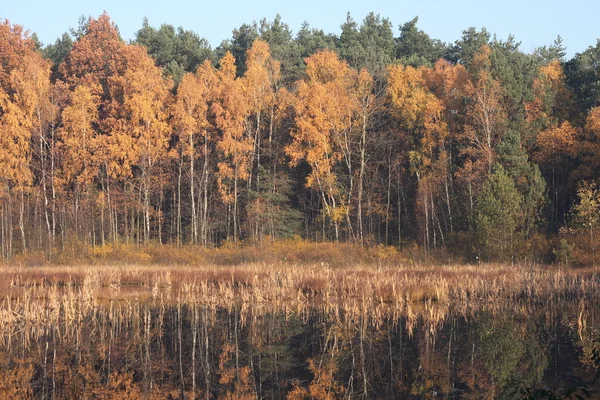 stock image Autumn forest