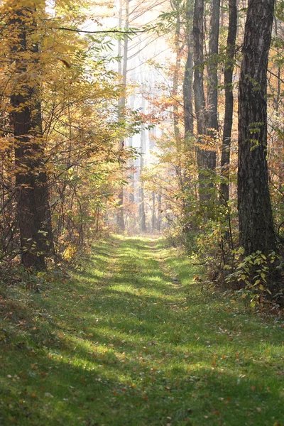 Forestry road in autumn — Stock Photo, Image