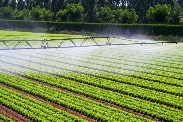 Irrigation water mist — Stock Photo, Image
