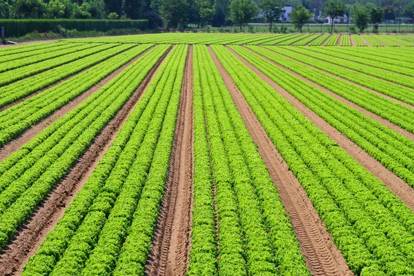 Linee di campo insalata — Foto Stock