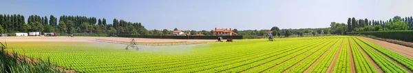 Panorama campo insalata — Foto Stock