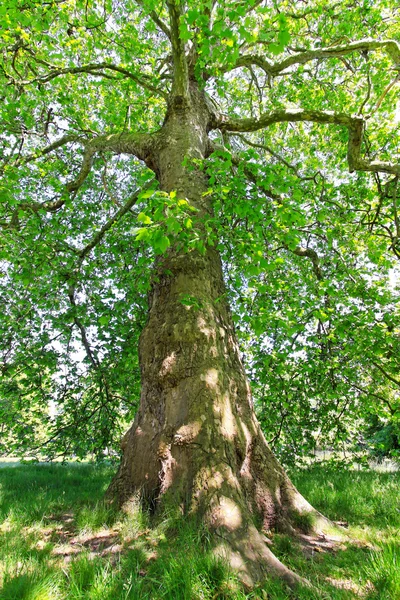 Yapraklı ağaç — Stok fotoğraf