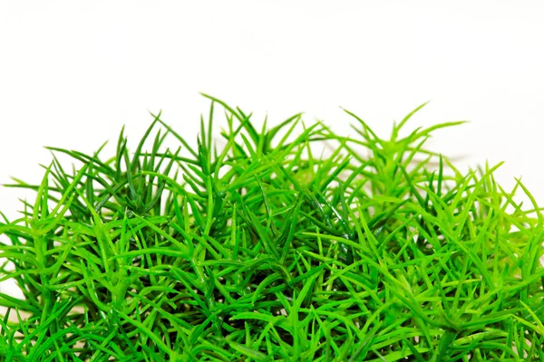 Arbusto de grama — Fotografia de Stock