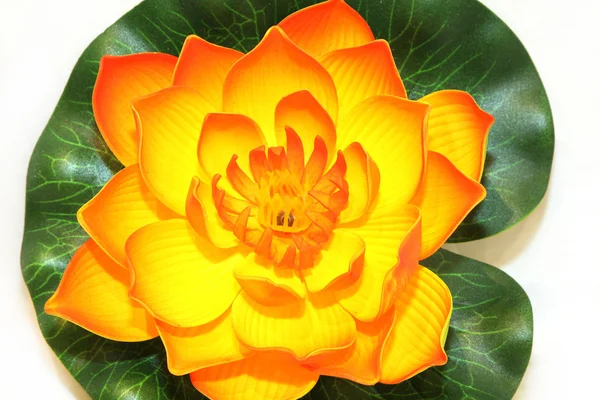 Oryantal lotus — Stok fotoğraf