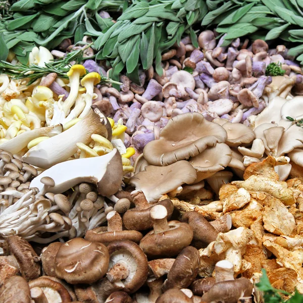 Variedade de cogumelos — Fotografia de Stock