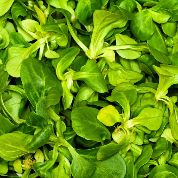 Ягнят язик салат — стокове фото