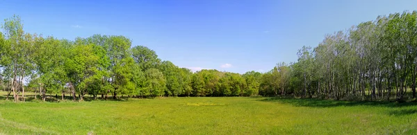 Campo y bosque — Foto de Stock