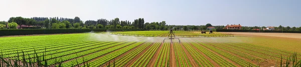 stock image Panoramic irrigation field
