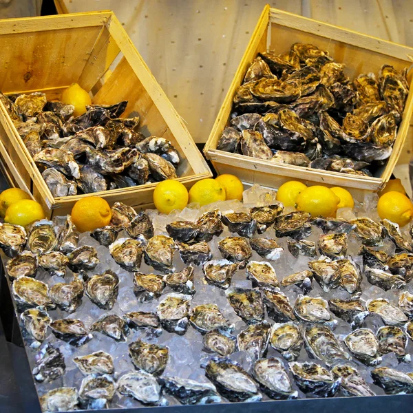 Conchas de ostras — Foto de Stock