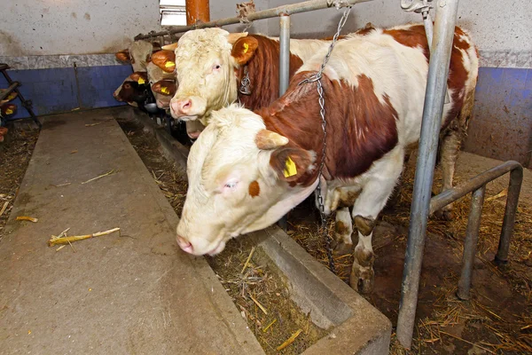 Ферма коров — стоковое фото
