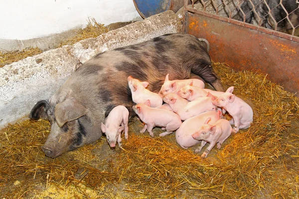 Сосущие свиньи — стоковое фото