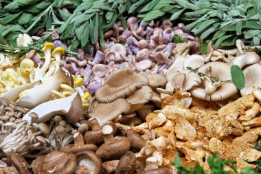 Mushroom selection clipart