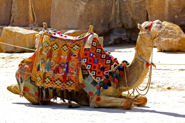Camel sit — Stock Photo, Image