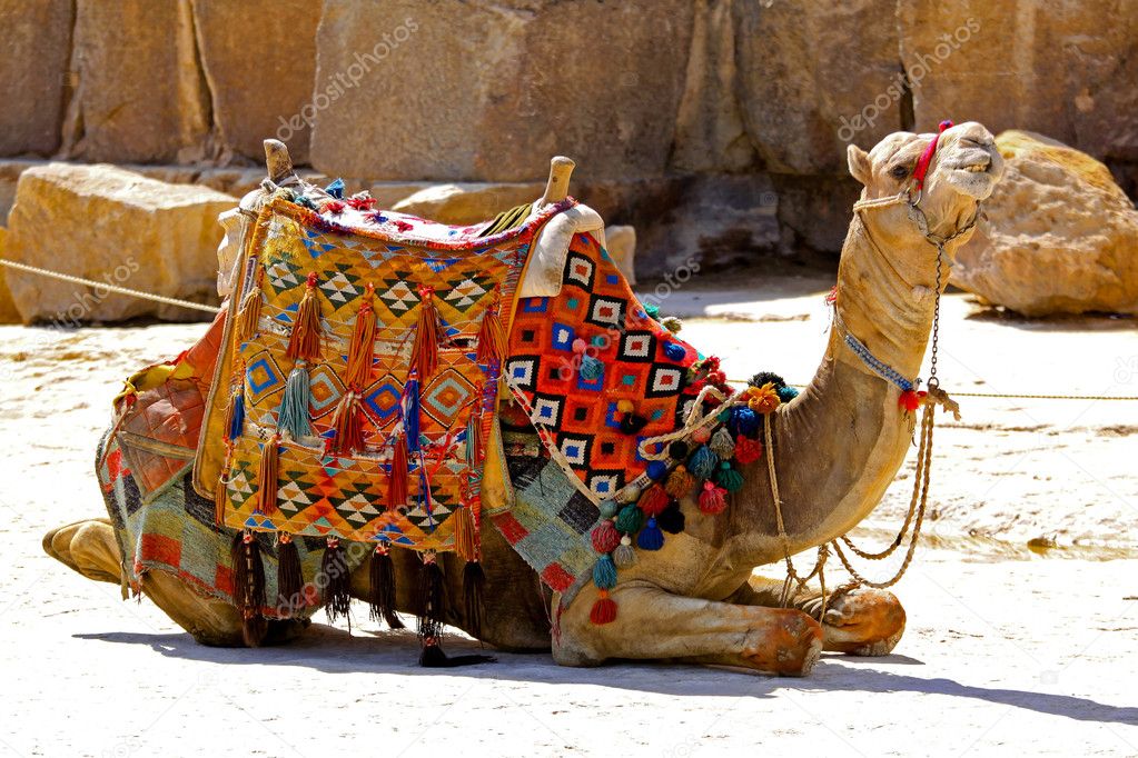 Camel sit