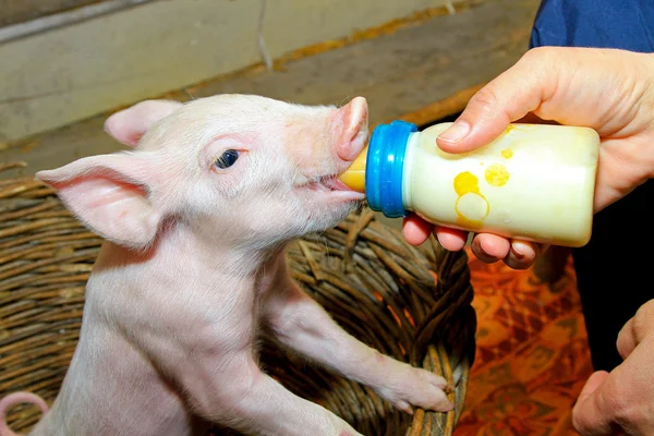 Porco de alimentação de garrafa — Fotografia de Stock