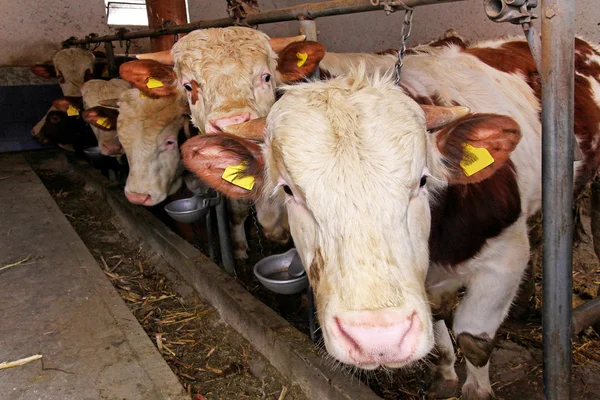 Kuh im Stall — Stockfoto