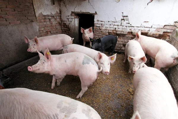 stock image Pigs pen