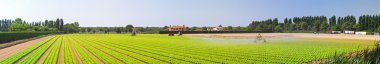 Panoramic salad field