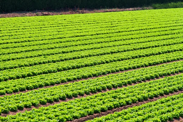 Linhas de campo de salada — Fotografia de Stock