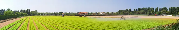 Панорамное салатное поле — стоковое фото