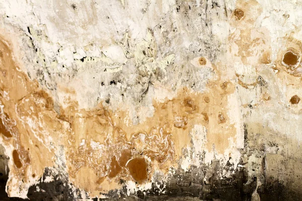 Mold wall — Stock Photo, Image