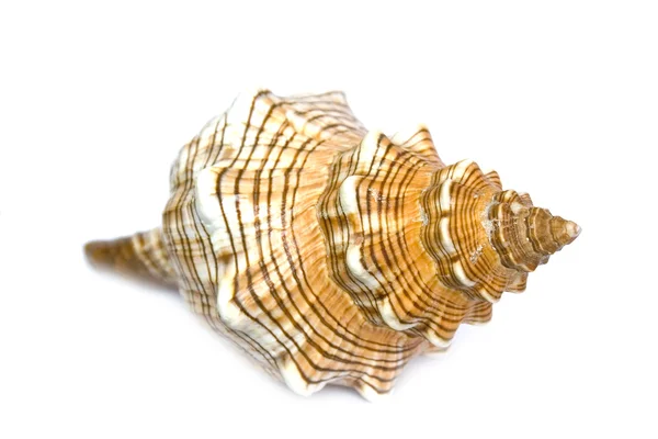 Clam Shell Images – Browse 110,085 Stock Photos, Vectors, and Video