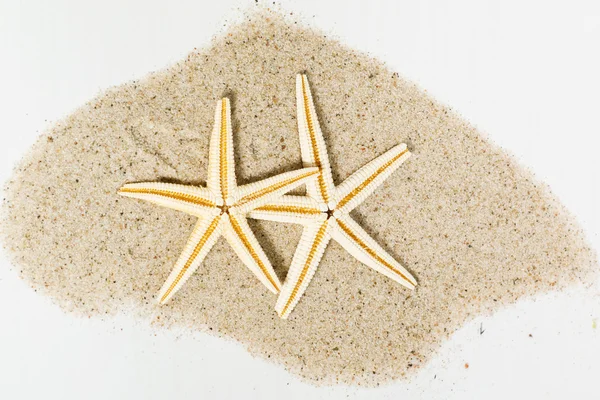 Estrelas marinhas — Fotografia de Stock