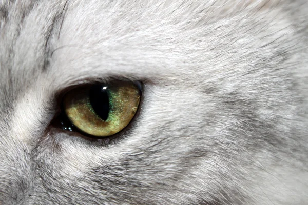 Olho de gato — Fotografia de Stock