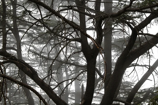 stock image Foggy Cedar Forest